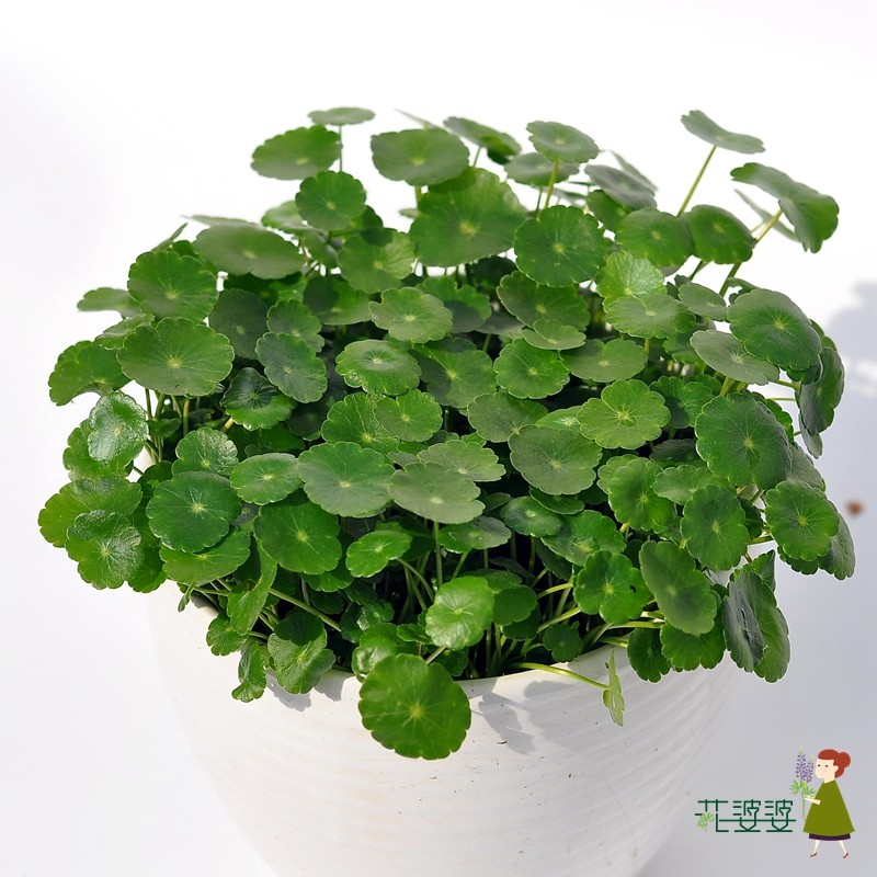 铜钱草 水培绿植 花婆婆办公室花草耐阴盆栽 小钱钱金钱草 铜钱草