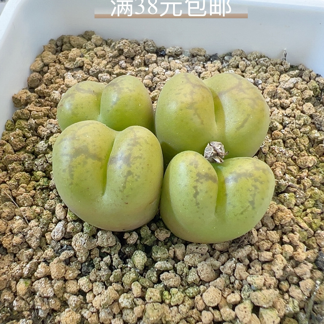 12-21大厚皮超猴cr152多肉植物