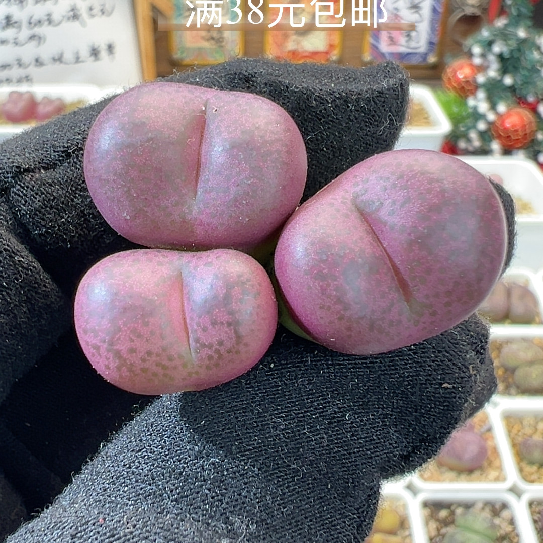 12-23大油皮吕杂多肉植物