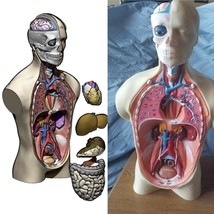 3d打印图纸模型人体内脏解剖医学艺用stl摆件圆雕图f3231