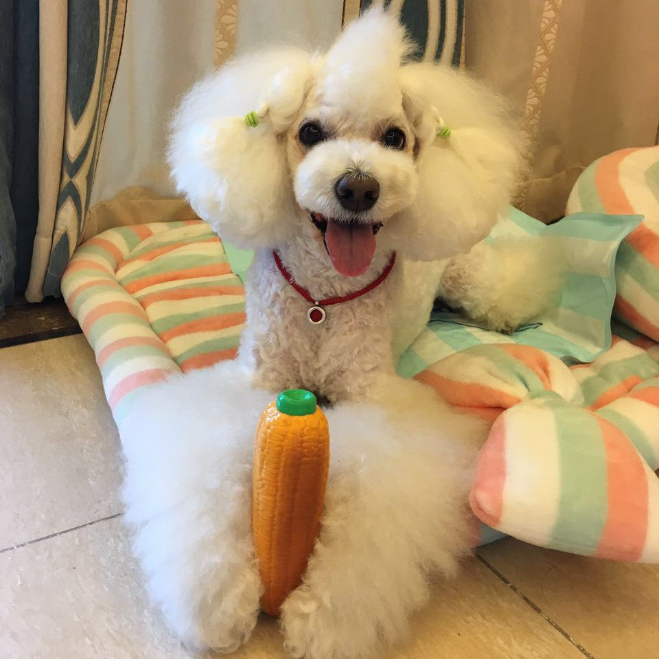 5 yuan 2. Export to Japan BB Call Bite resistant fun latex Grilled corn Pet dog Vocalization Molar toyin the Pet/Pet food and supplies , Cat/Dog Toys , Sound toys  category - from Buy2taobao.com to provide professional Taobao agent buy service