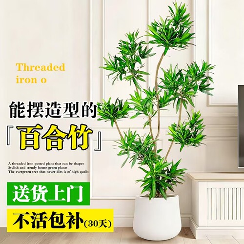 百合竹客厅绿植室内大型老桩旺宅树金边金心真树苗办公室造型植物