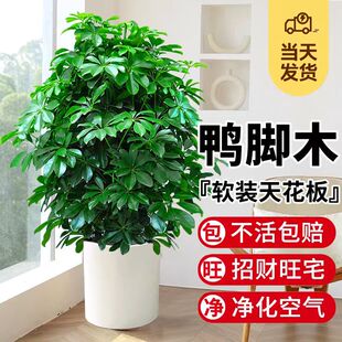 鸭脚木客厅盆栽大型绿植八方来财鸭掌木七叶莲好养招财发财树植物
