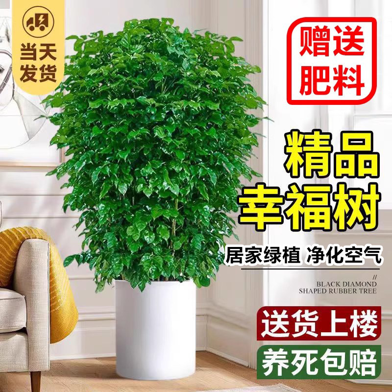 幸福树客厅盆栽大型真绿植四季常青平安树老桩植物室内送礼发财树