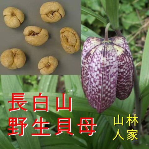 100g无硫熏/东北特级平贝母野生川贝母贝母雪梨膏5份免邮在类目 传统滋补营养品, 药食同源食品, 其他药食同源食品中 - 来自Buy2taobao.com提供专业的淘宝代购服务