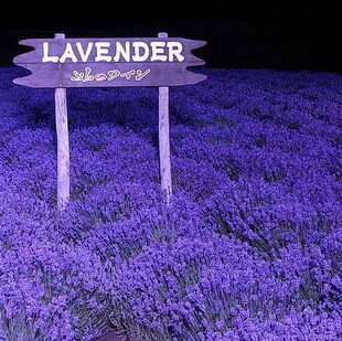 薰衣草纯露 平豆豆淡疤痕 全球三大产区新疆 饱和纯露 水油平衡