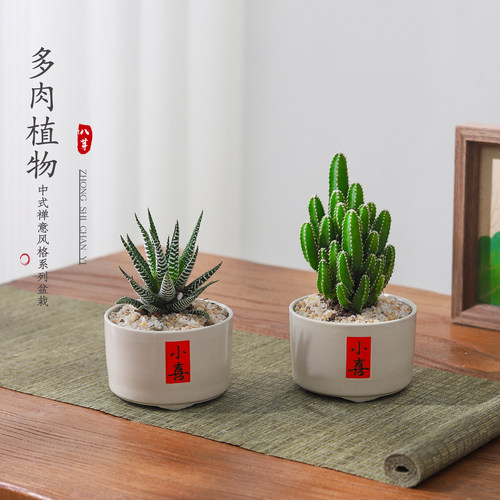 仙人掌小盆栽懒人好养