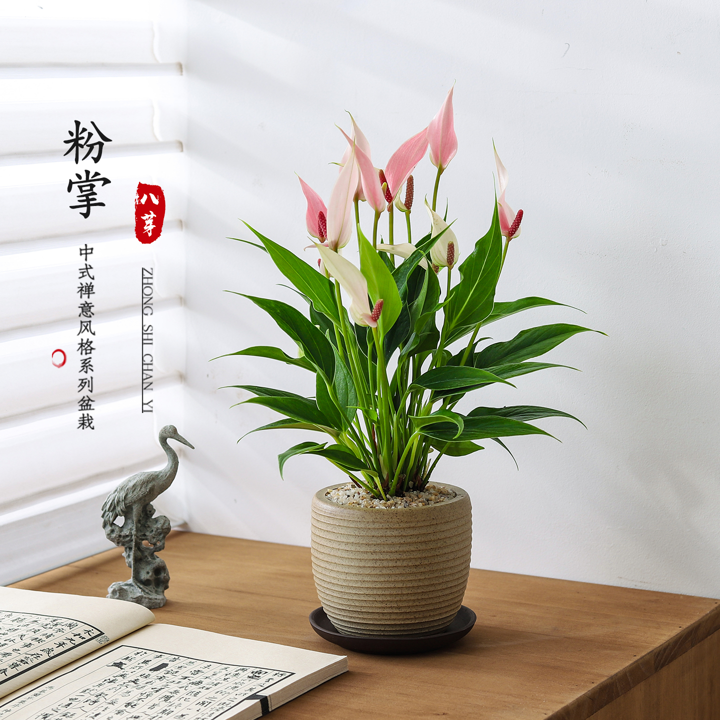粉掌盆栽莉莉带花植物绿植