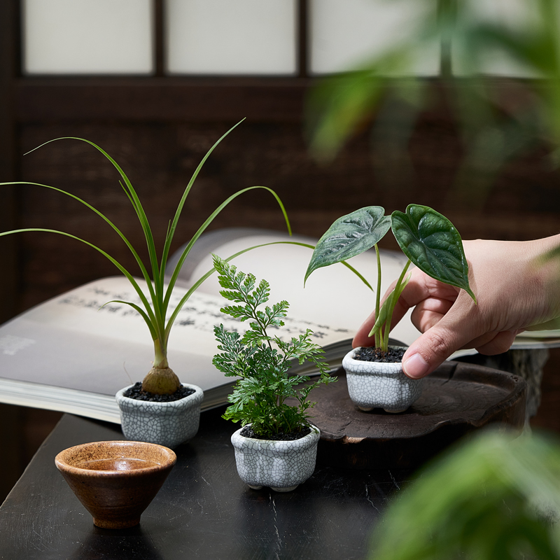 桌面盆景绿植狼尾蕨酒瓶兰