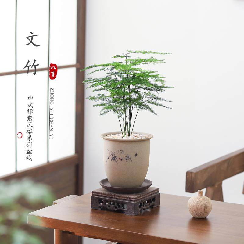 文竹盆栽盆景植物室内客厅花卉办公室桌面绿植好养活四季常青盆栽,鲜花速递/花卉仿真/绿植园艺,绿植,淘宝优惠券,粉丝福利购,淘宝优惠卷