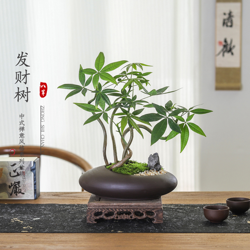 发财树客厅办公桌书房净化空气