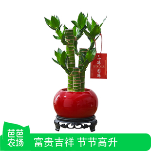【芭芭农场】富贵竹盆栽客厅室内绿植桌面好养活植物净化空气花卉