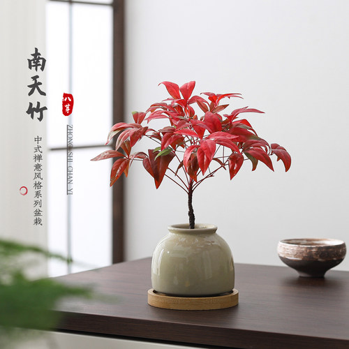 火焰南天竹盆栽水培绿植