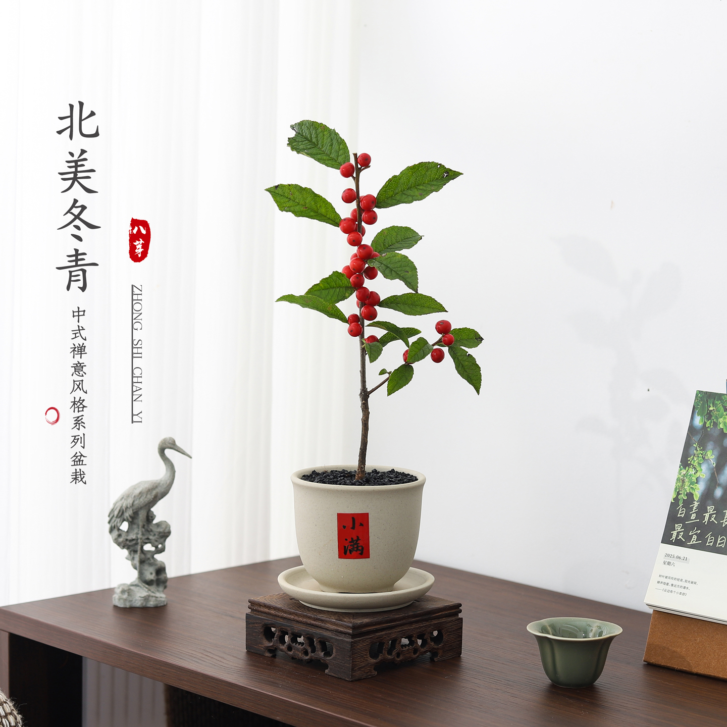 北美冬青盆栽客厅绿植懒人好养