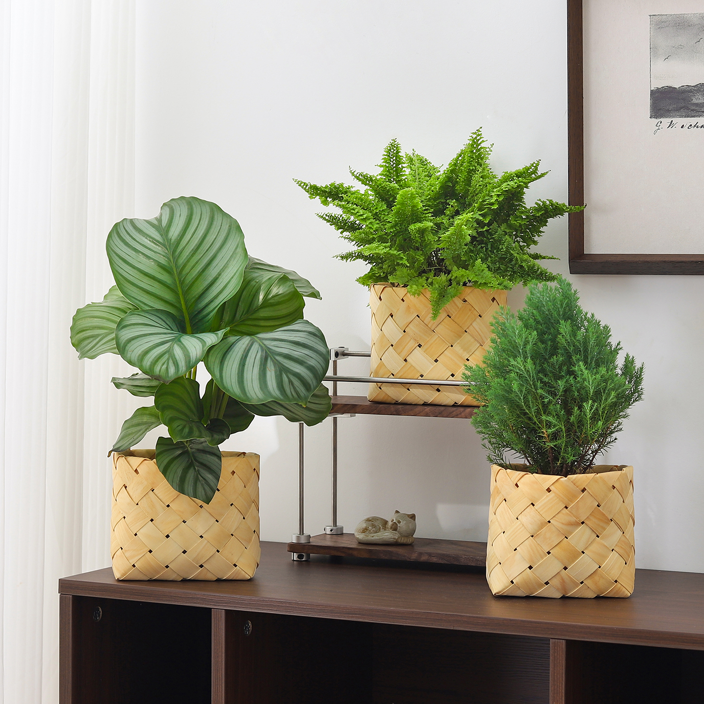 青苹果竹芋盆栽室内客厅绿植