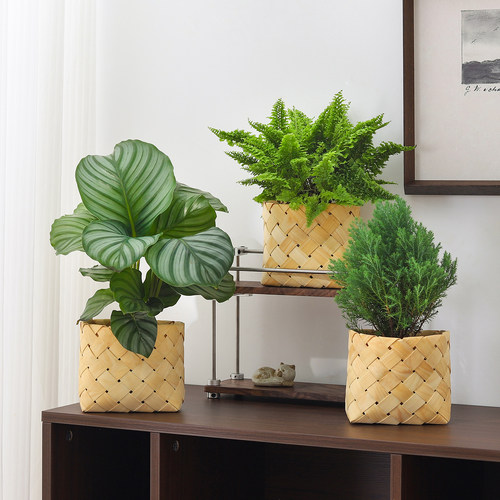 青苹果竹芋盆栽室内客厅绿植