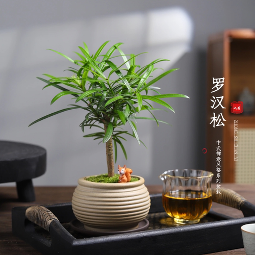 桌面盆景绿植盆栽耐旱好养罗汉松
