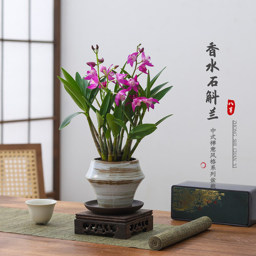 香水石斛兰植物盆栽带花苞绿植