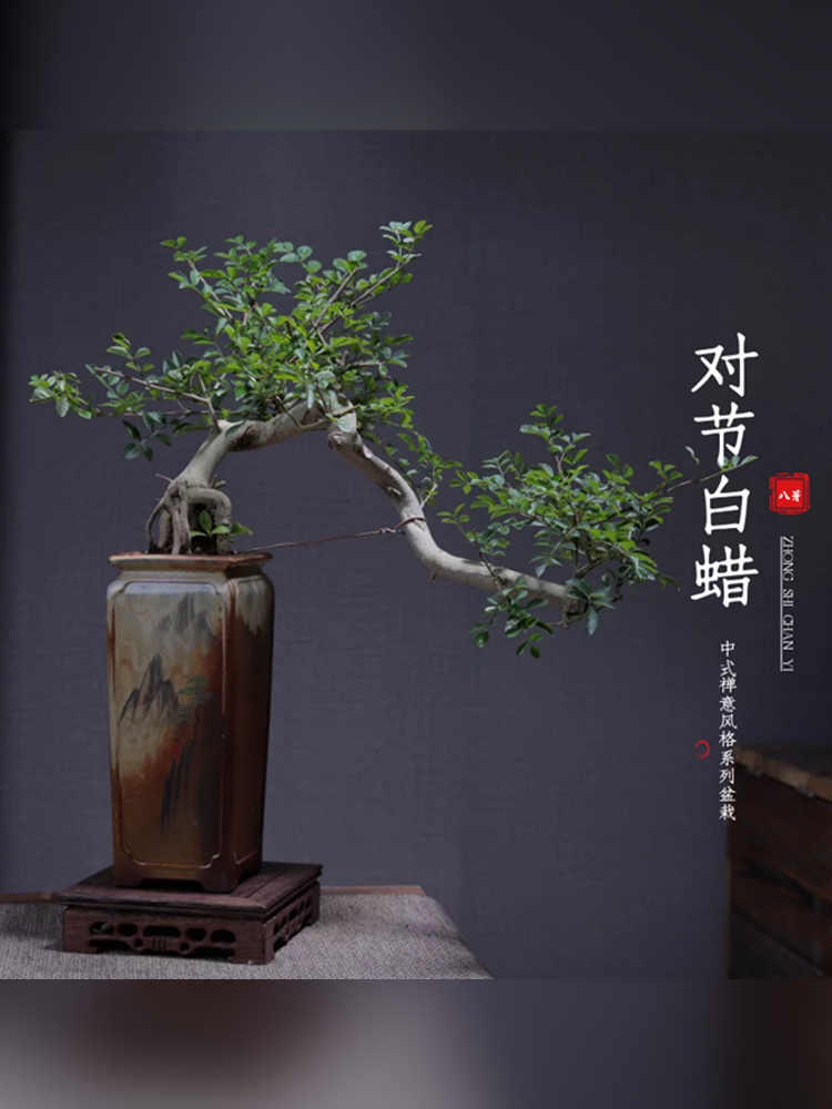 对节白蜡悬崖飘枝造型盆景办公室内客厅净化空气中式禅意庭院绿植