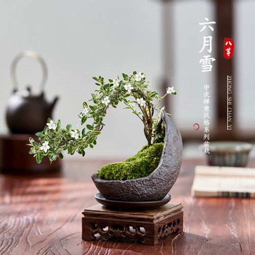 六月雪盆栽植物室内桌面四季好养