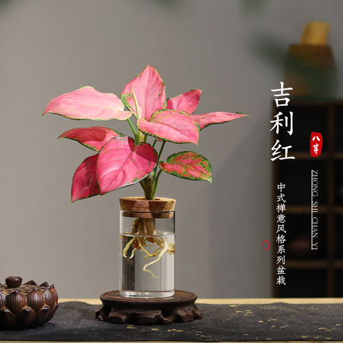 水培吉利红桌面植物美观
