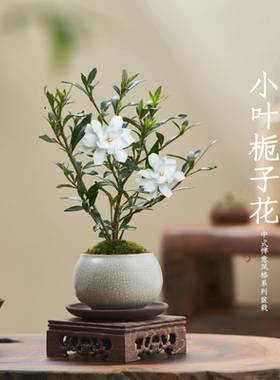小叶栀子花四季盆栽植物室内好养办公室桌面带盆景花苞开花小绿植