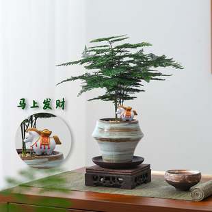 禅意绿植办公桌面好养花卉盆景 文竹盆栽植物室内客厅马上发财中式