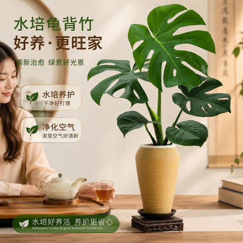 清水养出巨叶，颜值直接封神