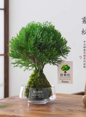 雾松盆景室内客厅植物办公室内工位桌面好养绿植净化空气花卉盆景