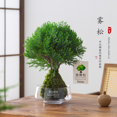 雾松盆景室内客厅植物净化空气