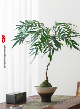 苔球十大功劳，氛围感拉满