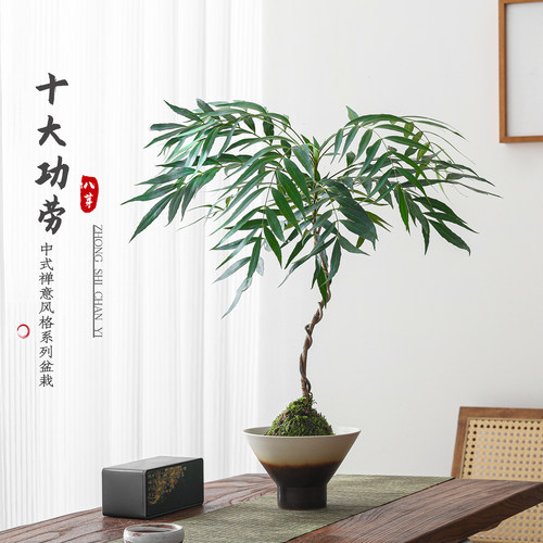 苔球十大功劳，氛围感拉满