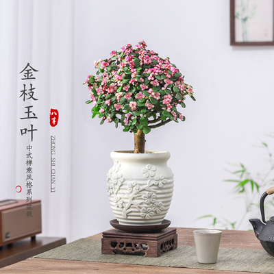 金枝玉叶老桩盆栽多肉植物