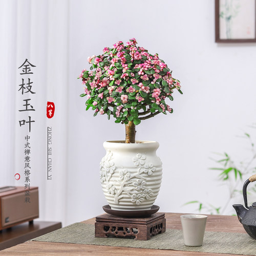 金枝玉叶老桩盆栽多肉植物