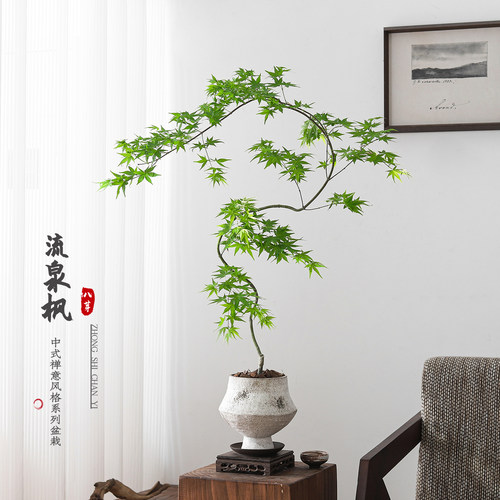 流泉枫盆栽好养净化空气