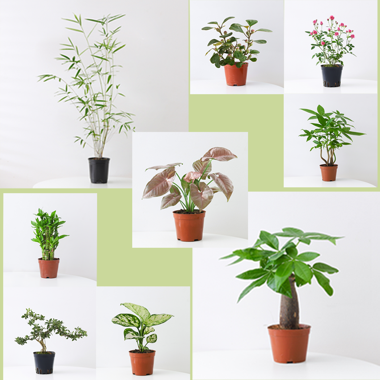 金枝玉叶盆栽花卉绿植