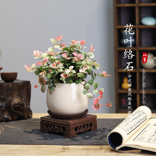 花叶络石四季 五彩花卉盆栽绿萝吊兰阳台常春藤爬藤绿植物庭院垂吊