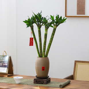 文昌竹水培盆栽富贵竹观音竹转运室内客厅绿植物办公室内桌面花卉