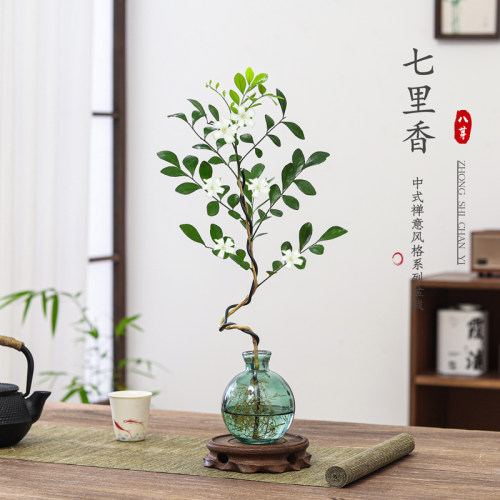 七里香盆栽室内绿植净化空气