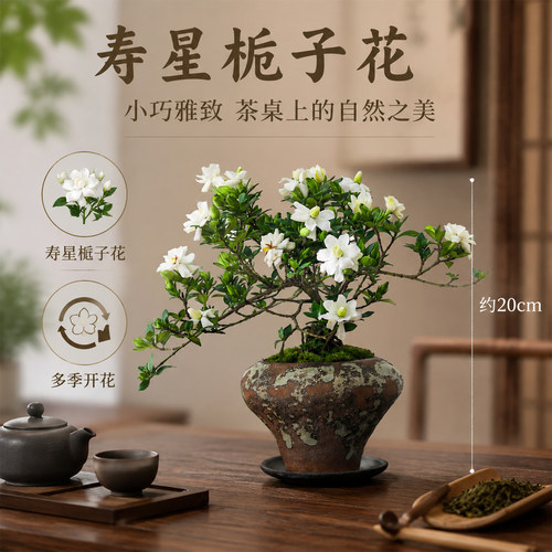 花苞爆满盆！四季勤花寿星栀子