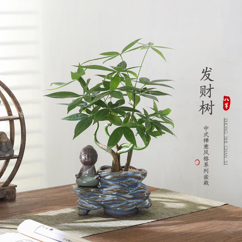 招财树发财树客厅室内