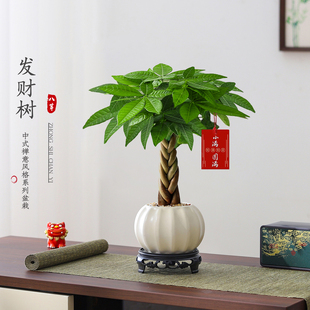 好养活花卉招财运绿植盆栽 发财树盆栽室内客厅绿植办公室桌面四季