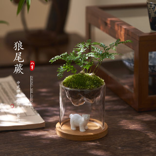 狼尾蕨鲜活苔藓创意桌面微景观山绿植物盆景栽趣味茶几办公室摆件