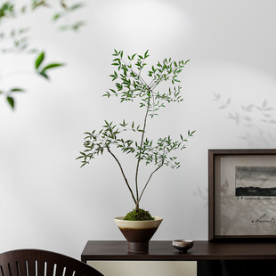 南天竹盆栽室内苔藓球植物办公室桌面净化空气好养活装饰花卉盆景