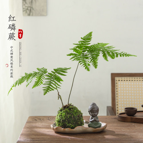 红磷蕨水培植物盆栽室内绿植