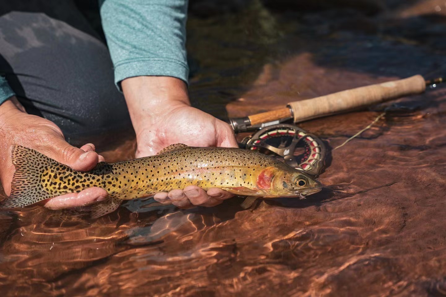 SAGEDART溪流飞蝇轻便小号竿