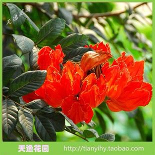 绿化风景苗木火焰木苗苞萼木苗赤阳子苗红子苗带叶发货