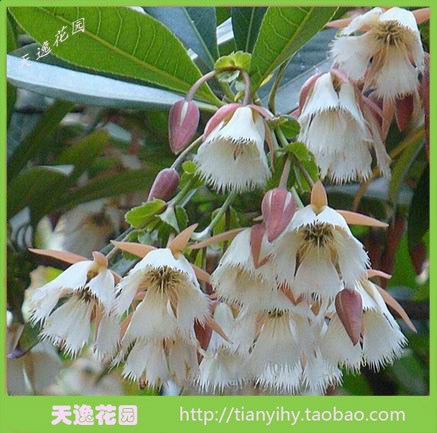 绿化树苗风景杜英树苗英姿挺拔杜英大叶杜英苗带叶发货