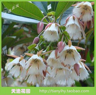 绿化树苗风景杜英树苗英姿挺拔杜英大叶杜英苗带叶发货