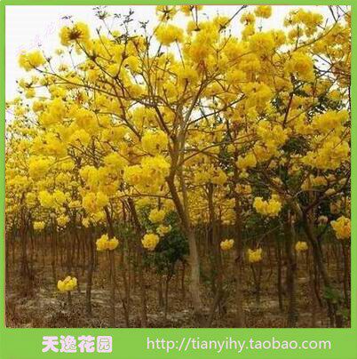 巴西风铃木国花绿化树苗